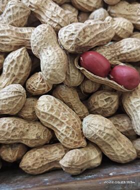 生花新鲜红皮生花生红YQQ干花生重衣货庆梁平发3斤