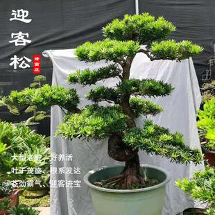 常青庭院真树大型盆栽 名贵小叶雀舌罗汉松盆景树桩别墅迎客松四季