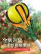 摘水果神器摘桃子梨无花果芒果柿子高空伸缩杆三爪采果取抓摘果器