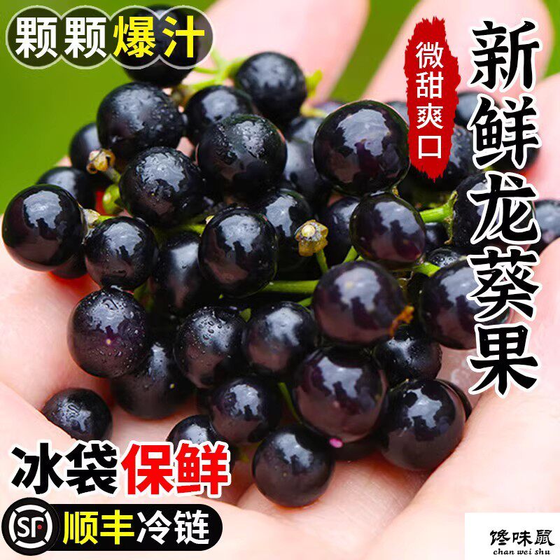 新鲜龙葵果非野生东北黑天天黑悠悠黑呦呦黑星星高端水果顺丰包邮