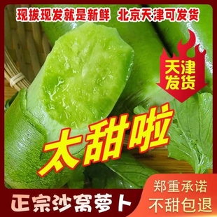 天津正宗沙窝萝卜生吃脆甜水果型现拔5斤青萝卜绿萝卜新鲜蔬菜