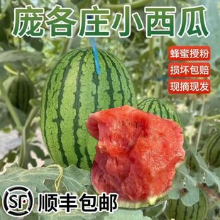 北京大兴庞各庄手剥小西瓜水果新鲜手拨小吊瓜西瓜产地直发顺丰