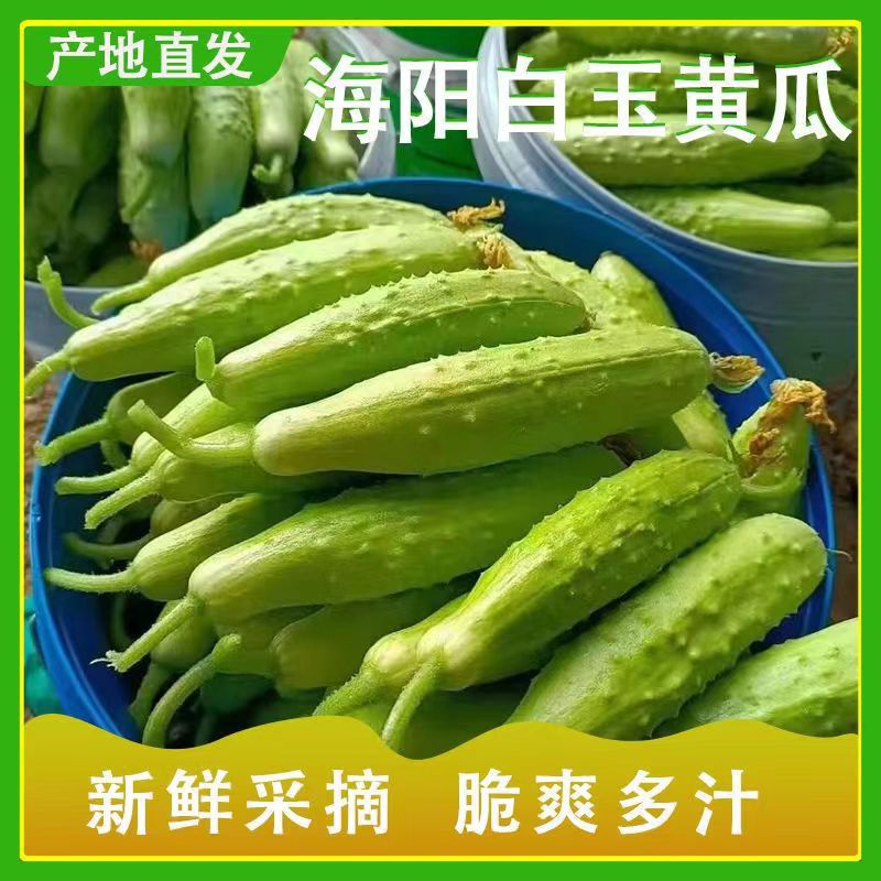正宗海阳白玉黄瓜新鲜水果生吃图片