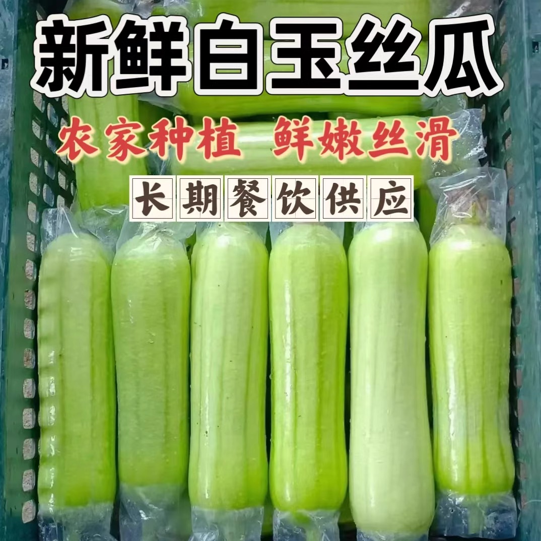 正宗湖南白玉丝瓜新鲜现摘当季农家蔬菜短棒本地奶油肉老品种丝瓜
