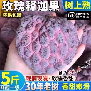 海南玫瑰红释迦果5斤新鲜水果现摘牛奶凤梨释迦番荔枝佛头牟尼果L