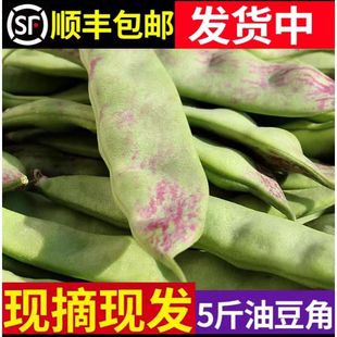 现摘东北特产油豆角一点红新鲜当季蔬菜九月青面豆角扁豆农产品5
