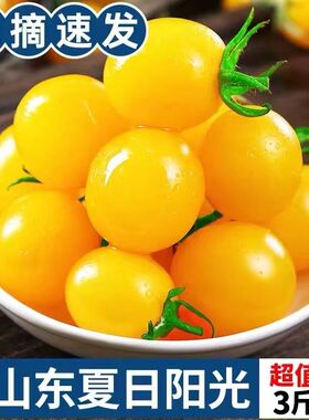 顺风黄色圣女果夏日阳光樱桃千禧小番茄新鲜水果酸甜小西红柿现摘