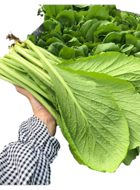 广东潮汕春菜芥蓝菜家乡新鲜蔬菜露天种植现摘现发自然阳光雨露
