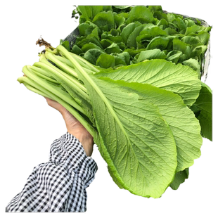 广东潮汕春菜芥蓝菜家乡新鲜蔬菜露天种植现摘现发自然阳光雨露