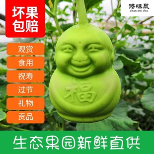 福娃人参果水果人参娃娃果人形长寿果贡果甜瓜节日礼品罕见水果
