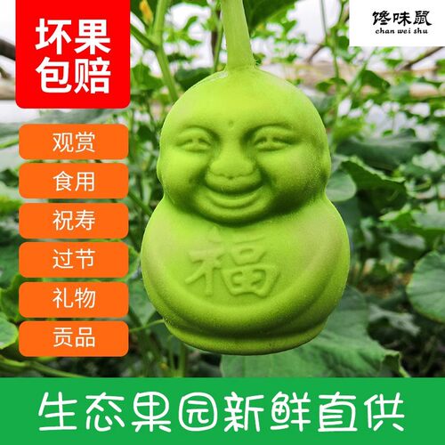 福娃人参果长寿甜瓜节日礼品罕见