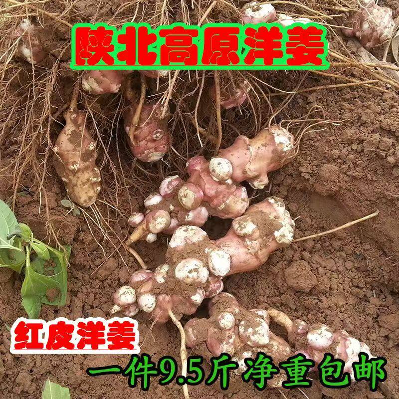 新鲜红皮洋姜现挖鬼子姜姜不辣非野生食用腌酱泡咸菜菊芋蔬菜5斤 - 实物图