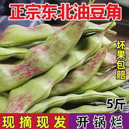 正宗现摘东北特产油豆角一点红新鲜当季蔬菜九月青面扁豆角农产品
