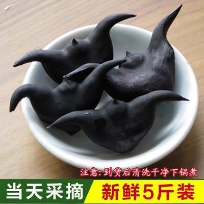 新鲜菱角生的新挖现发