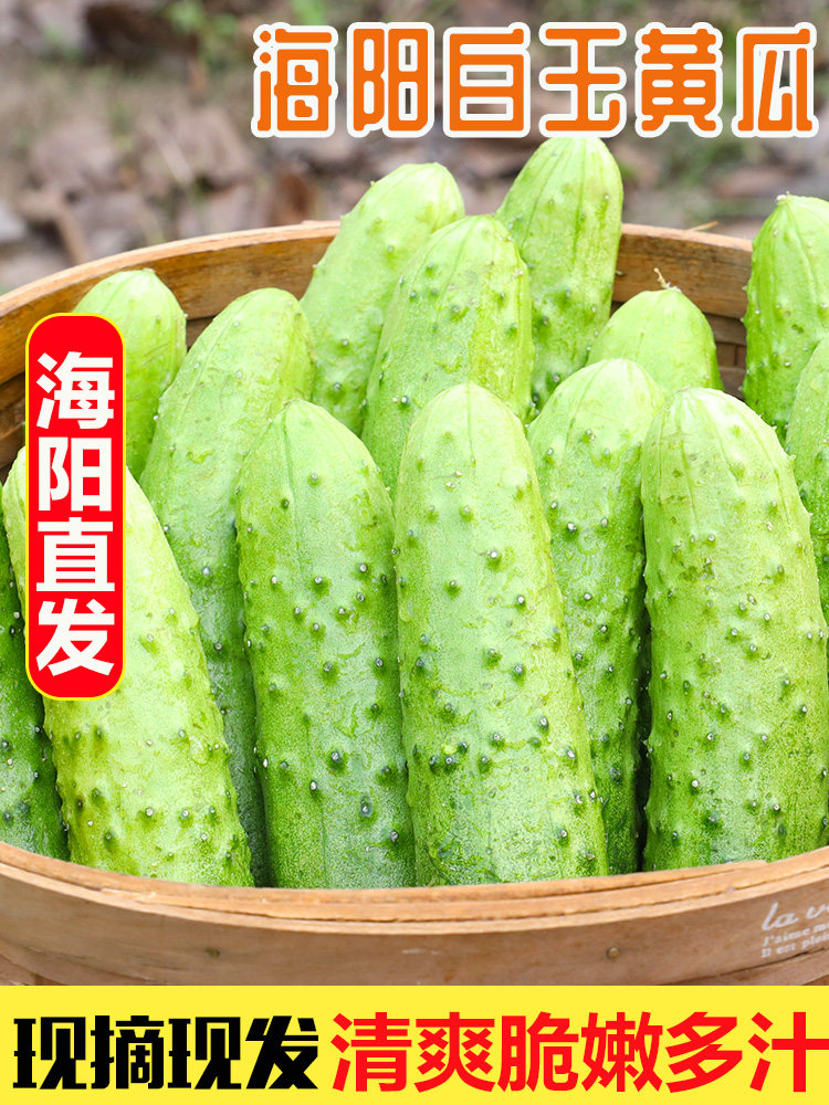 顺丰海阳白玉小黄瓜青瓜现摘生吃水果农家孕妇新鲜蔬菜5斤箱包邮