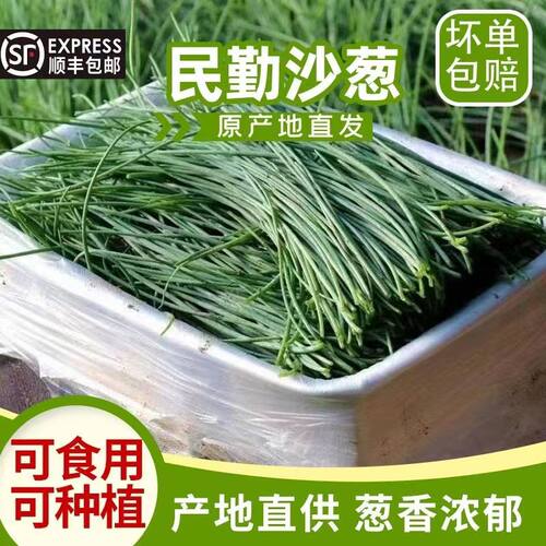【顺丰包邮】正宗甘肃民勤特产新鲜沙葱沙漠葱胡葱小葱嫩葱5斤装m
