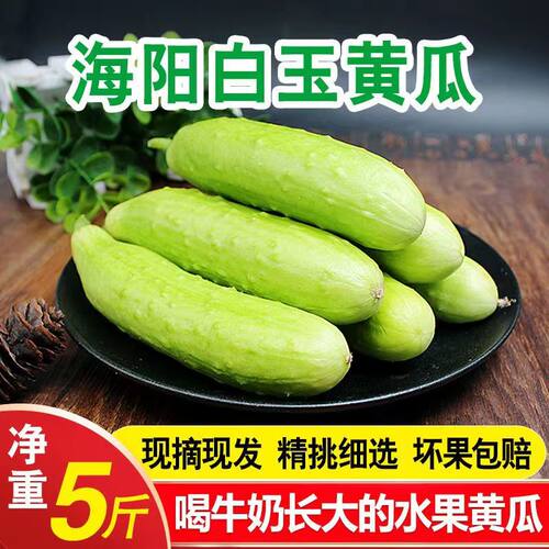 海阳白玉小黄瓜青瓜横扫生吃水果农家孕妇新鲜蔬菜5斤水果黄瓜