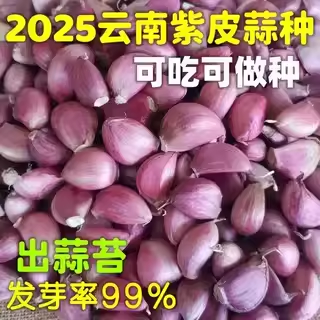 大蒜头新干蒜馋味鼠粒粒饱满