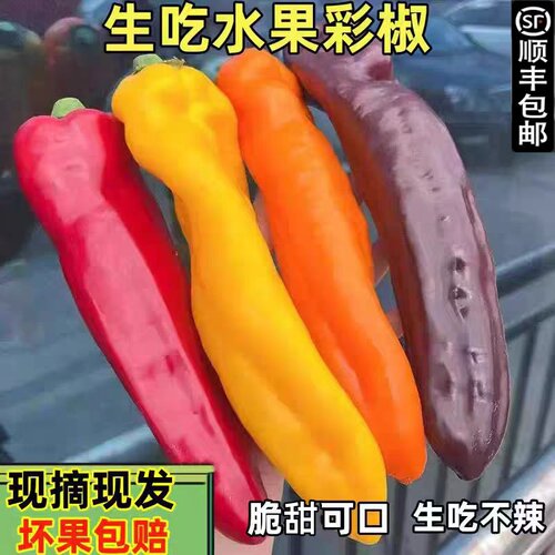 顺丰甜椒现摘长彩椒500g爽脆多汁颜色随机发货新鲜生吃水果长甜椒
