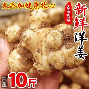 新鲜现货洋姜现挖野鬼子姜不辣农家酱菜腌菜泡菜甜阳菊芋胰岛果