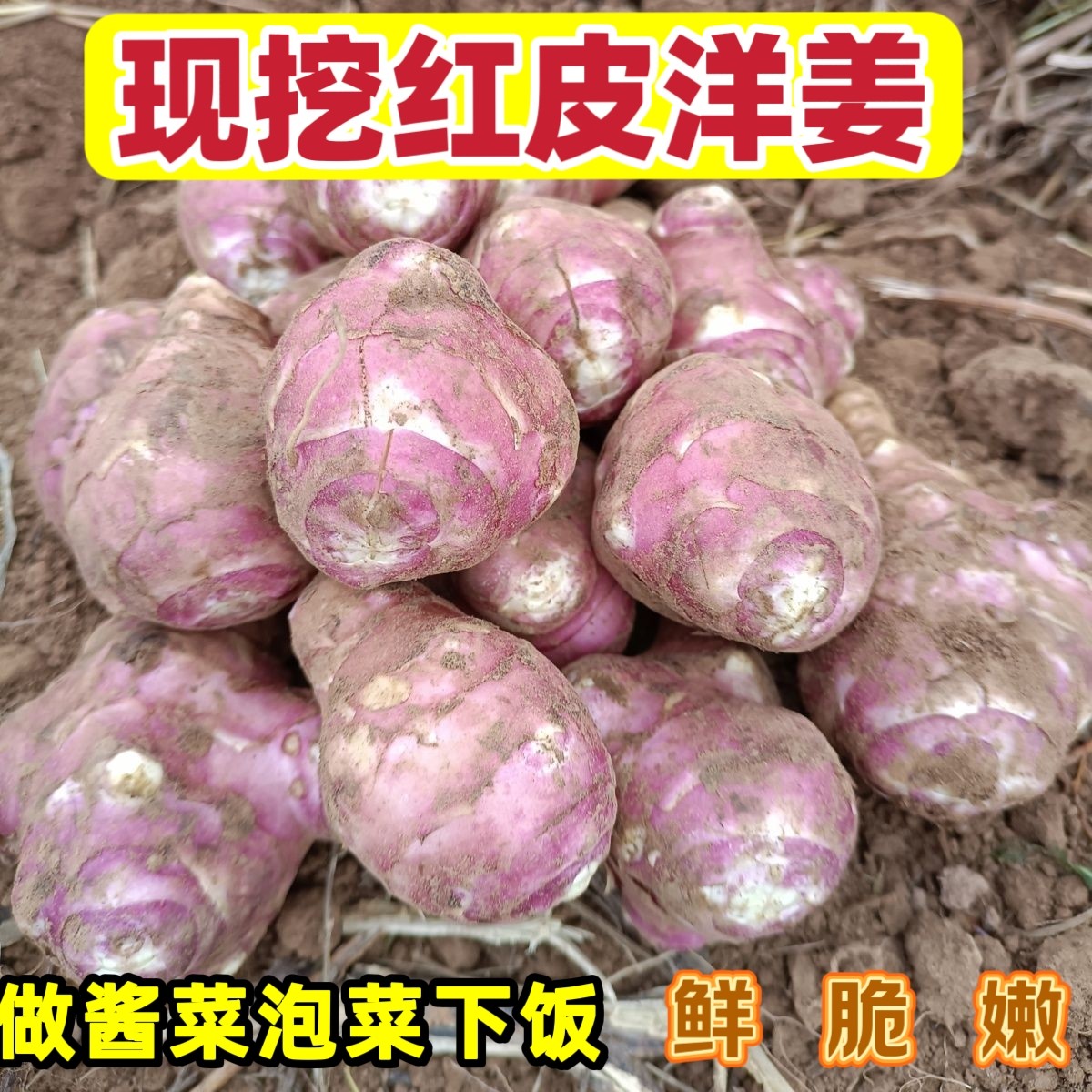 2026红皮洋姜新鲜现挖鬼子姜不辣农家蔬菜腌酱菜菊芋生洋姜种籽9