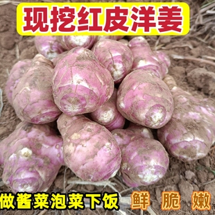 2025红皮洋姜新鲜现挖鬼子姜不辣农家蔬菜腌酱菜菊芋生洋姜种籽9