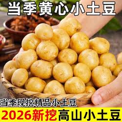 2026新土豆湖北正宗富硒黄心小土豆新鲜迷你高山小洋芋恩施马铃薯