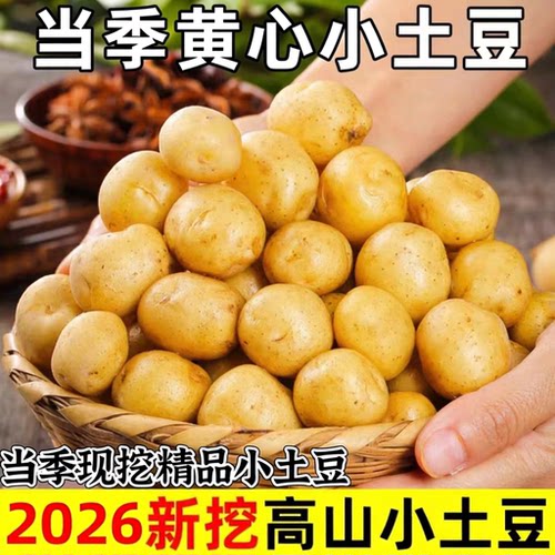 2026湖北特产恩施小土豆新鲜现挖