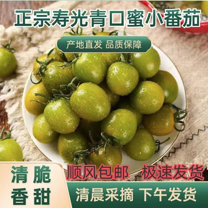 正宗山东潍坊寿光青口蜜小番茄青色绿色青霞小番茄西红柿现摘水果