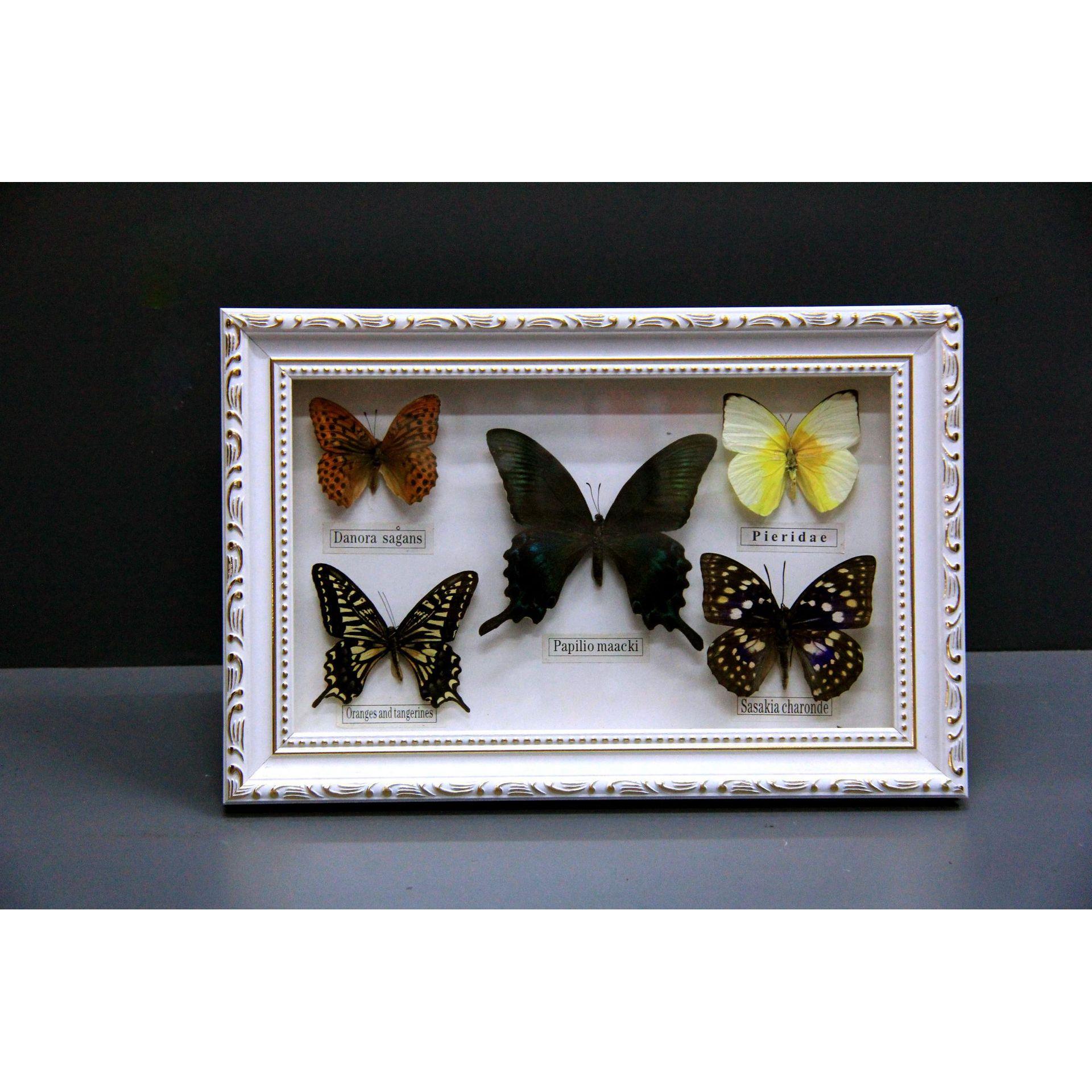 新款创意精美居家摆件,2018时尚工艺品,蝴蝶标本工艺品