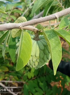 现摘顺丰释迦果新鲜番荔枝大目凤梨牛奶佛头果林檎摩尼果当季水果