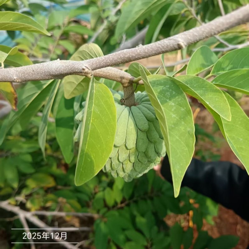 顺丰释迦果新鲜番荔枝大目凤梨牛奶佛头果林檎摩尼果当季水果,水产肉类/新鲜蔬果/熟食,番荔枝/释迦,淘宝优惠券,粉丝福利购,淘宝优惠卷