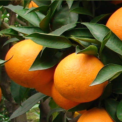 四川眉山爱媛果冻橙新鲜现摘水果应季皮薄脆甜多汁整箱爆甜包邮