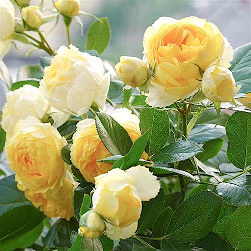 金丝雀阳台窗台丰花多头勤花抗病玫瑰花苗适合养殖的耐热月季花卉,鲜花速递/花卉仿真/绿植园艺,月季/蔷薇/玫瑰,淘宝优惠券,粉丝福利购,淘宝优惠卷