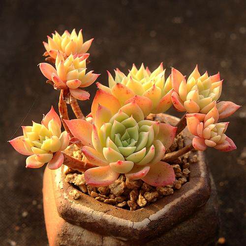 三色堇多肉植物群生木质老桩一物一拍 新手好养室内盆栽 指间园艺