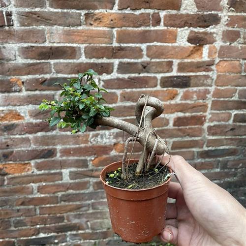 小叶榆树盆景提根微盆栽植物办公室掌上盆景