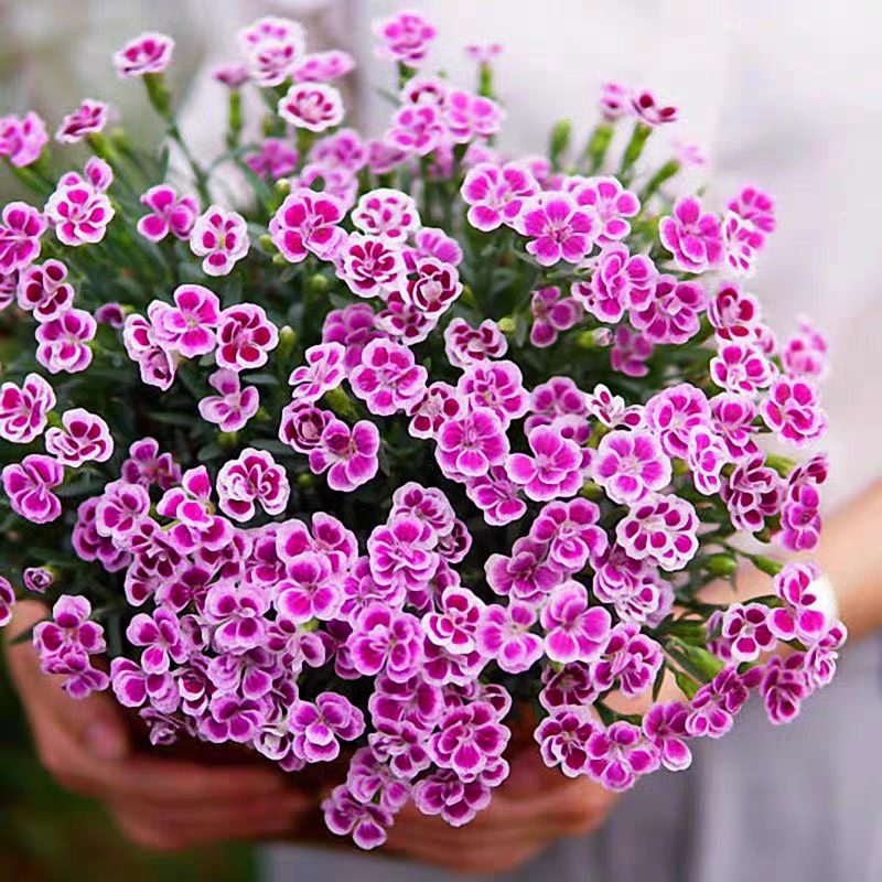 欧石竹初吻蝴蝶带花苞盆栽花苗庭院种植四季开花耐寒好养花海造景