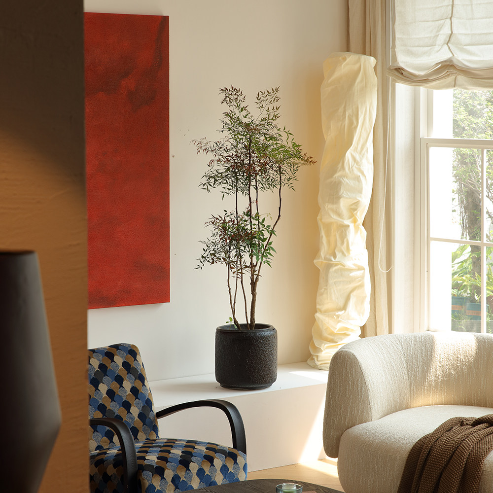 好运常在南天竹盆栽老桩客厅落地绿植室内禅意造型南天竺大型植物