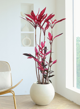 红叶朱蕉室内盆栽植物客厅阳台办公室观叶花卉红叶铁四季旺宅绿植