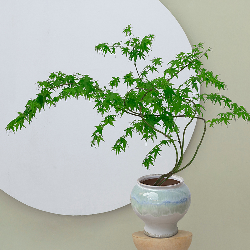 流泉枫盆栽宋氏美学绿植观叶植物