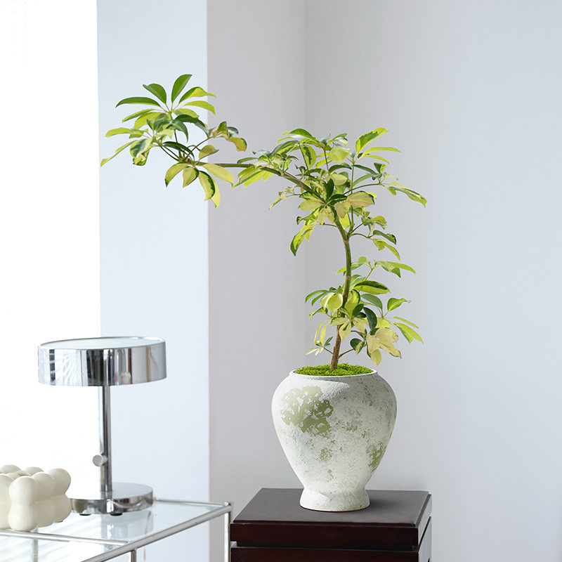 花叶鸭脚木小盆栽室内客厅办公室桌面摆件鸭掌木绿植耐养活植物