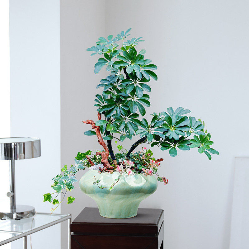 八方来财造景鸭脚木盆栽室内绿植桌面盆景前台茶桌书房小景观植物