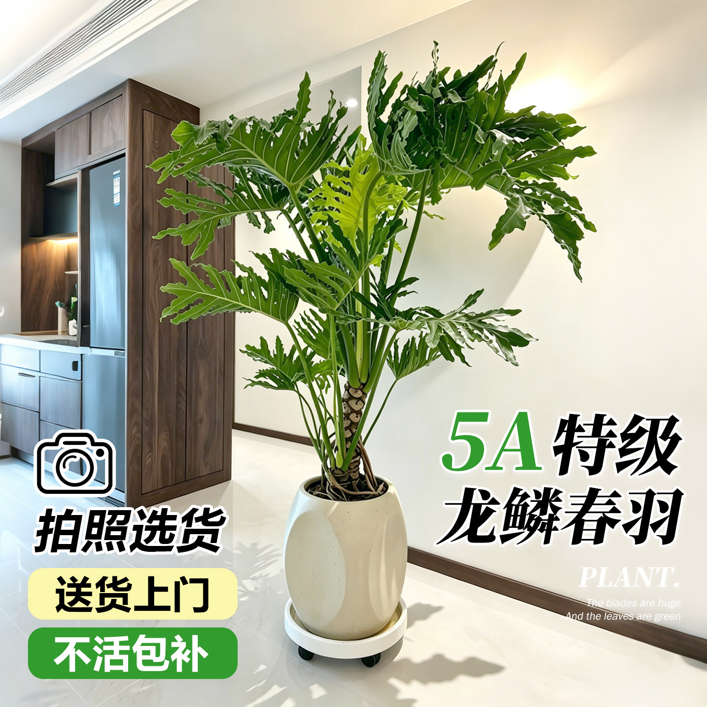 家肥屋润龙鳞春羽老桩绿植客厅净化空气好养大叶盆栽室内植物大型