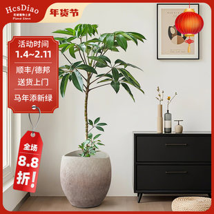 保罗日本大叶伞绿植盆栽大型室内客厅盆栽落地耐养活办公室植物