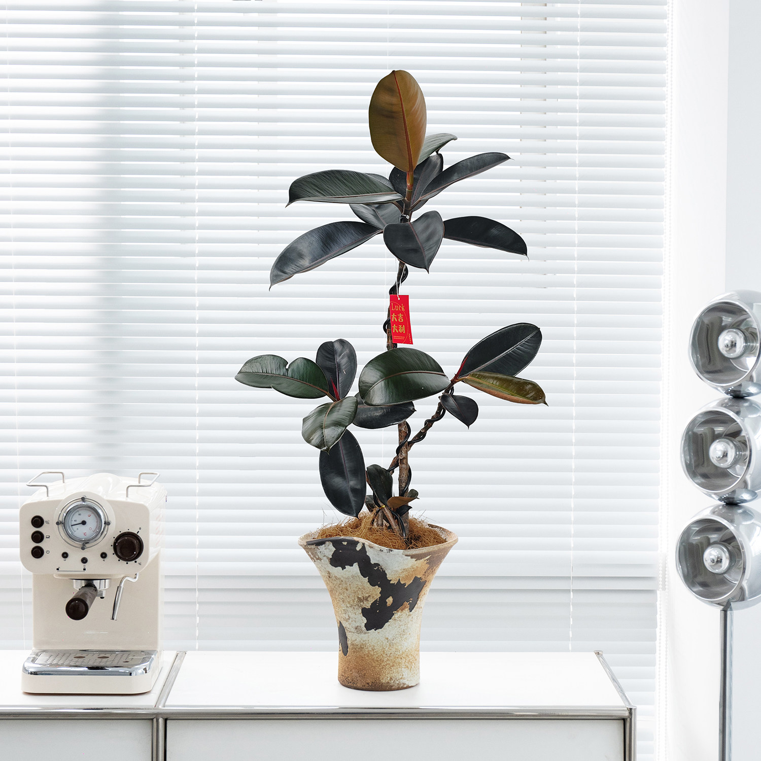 黑金刚橡皮树室内绿植办公室桌面盆栽北欧风高级感客厅植物好养活,鲜花速递/花卉仿真/绿植园艺,绿植,淘宝优惠券,粉丝福利购,淘宝优惠卷