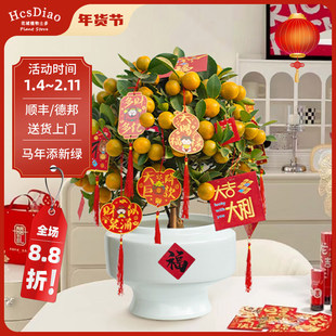 年桔盆栽带果新年招财开业年宵花四季桔大花盆室内金桔树观果绿植