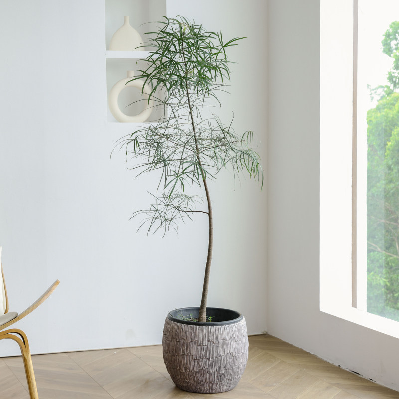 侘寂风昆士兰瓶树佛肚树大型绿植落地网红客厅耐阴植物室内高级感