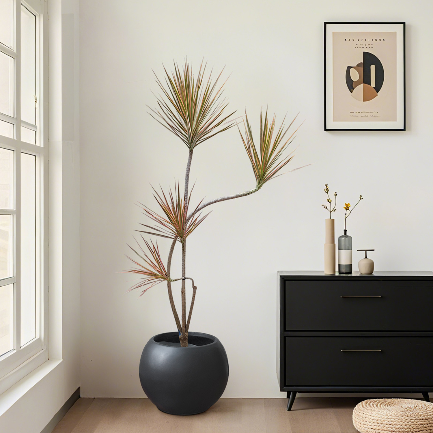 造型千年木大盆栽室内摆放好养活