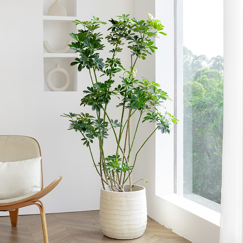 八方来财鸭脚木同城配送懒人好养