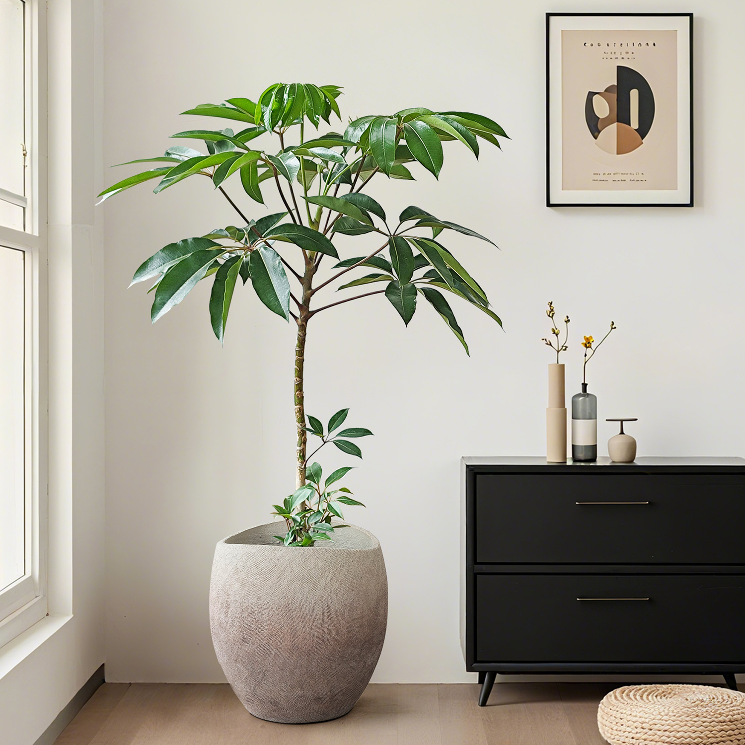 保罗大叶伞绿植盆栽大型植物